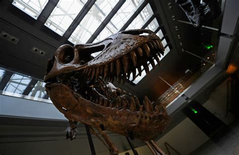 Where in L.A. Can You Dig for Dinosaur Bones? | Biggest dinosaur ever ...