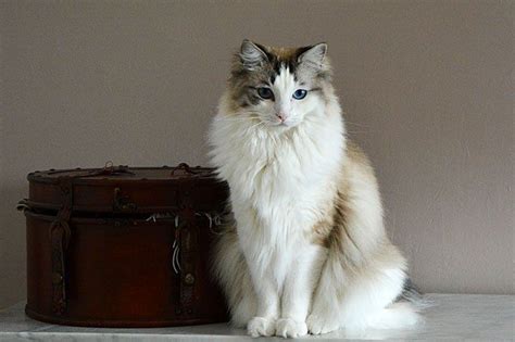 Affectionate Cat Breeds That Actually Love To Cuddle Ragdoll Cat Cat