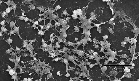 Intro To Chemical Signaling And Communication By Microbes Organismal