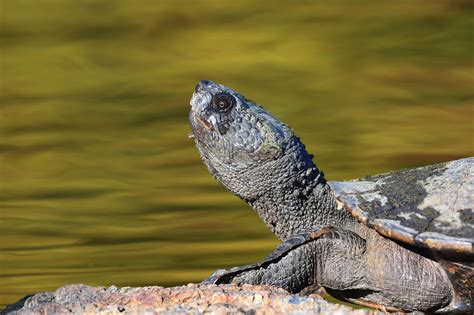 Saw Shelled Turtle Myuchelys Latisternum Brisbane Botanic Flickr