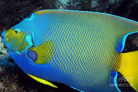 Queen Angelfish Photograph By Greg Amptman Fine Art America