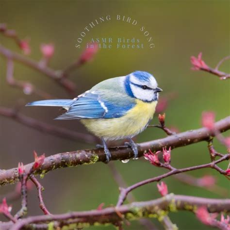 Stream Calming Rainforest Sounds by ASMR Birds in the Forest | Listen ...