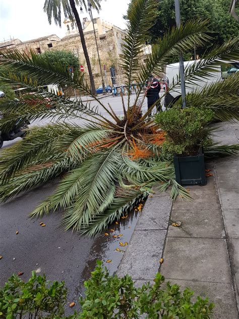 Tempesta Di Vento Notte Infernale A Palermo Alberi E Pali Caduti