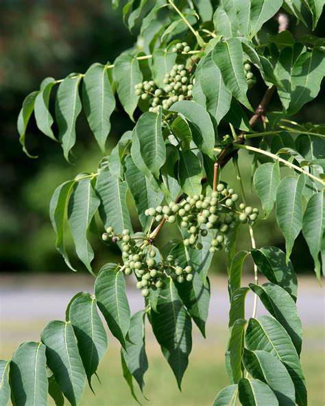 Amur Korkbaum Phellodendron Amurense Pflanze Cm Echter Korkbaum