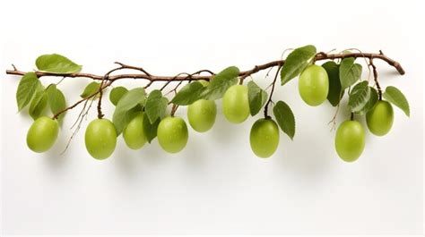 Kiwifruit Hanging With Branch Isolated On White Background Premium AI