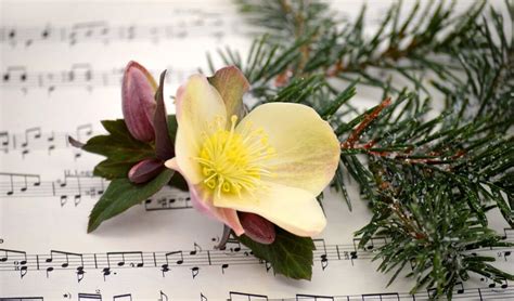 Kerstmiddag Van Pcob Lisse In Pauluskerk Al Het Nieuws Uit Lisse