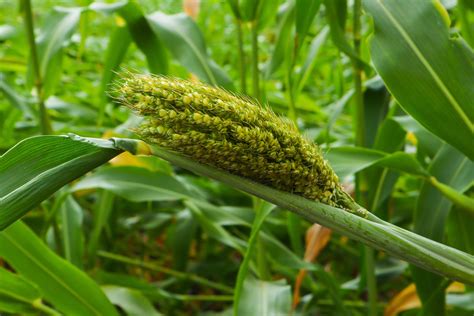 Sorghum Or Jowar Grain Field Stock Photo At Vecteezy