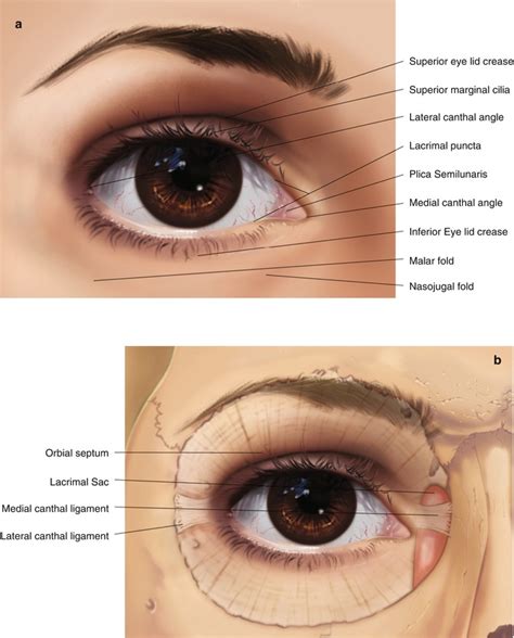 Anatomy Of Lower Eyelid Anatomy Sexiz Pix