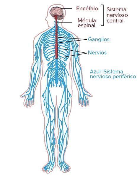 Esquema Del Sistema Nervioso Fotos Gu A