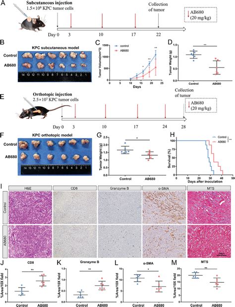 Cd Inhibition Reduces The Tumor Burden And Prolongs Survival A