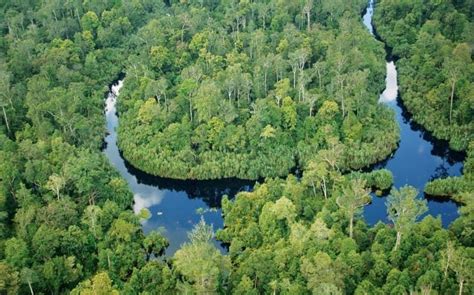 Apa Itu Ekosistem Lahan Gambut Dan Bagaimana Cara Menjaganya Alat Uji