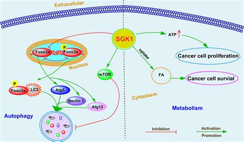 Frontiers Sgk In Human Cancer Emerging Roles And Mechanisms