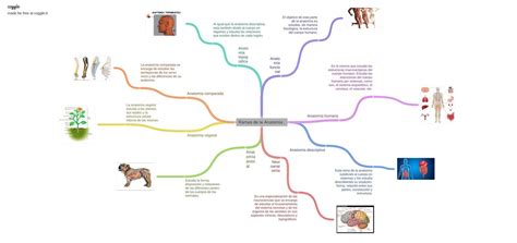 Ramas De La Anatomía Mapa Mental Anatomía Anatomía Topográfica Udocz