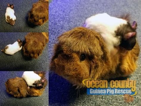 rabbit and guinea pig rescue near me - Britney Mcdonnell