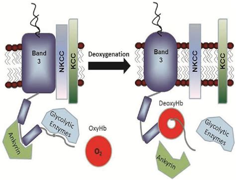 Figure From Fluorescence Assay Of The Interaction Between Hemoglobin