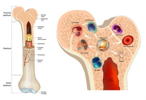 Stem Cells Part I Why It Is Important To Know How To Improve Your Body