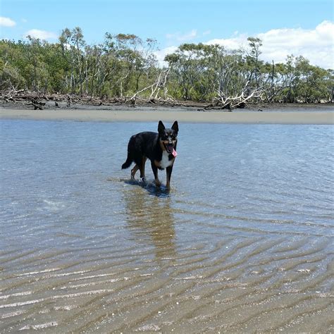 Nudgee Beach Dog Park Nudgee Rd Nudgee Beach Qld 4014 Australia