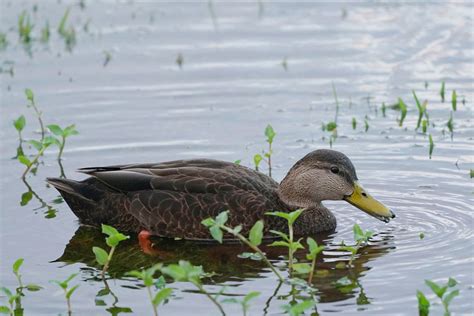 American Black Duck – Audubon