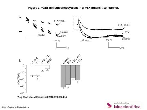 Figure Pge Inhibits Endocytosis In A Ptx Insensitive Manner Ppt