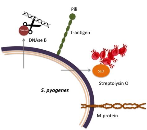 Laboratory Diagnosis Of Streptococcus Pyogenes Group A Streptococci Streptococcus Pyogenes