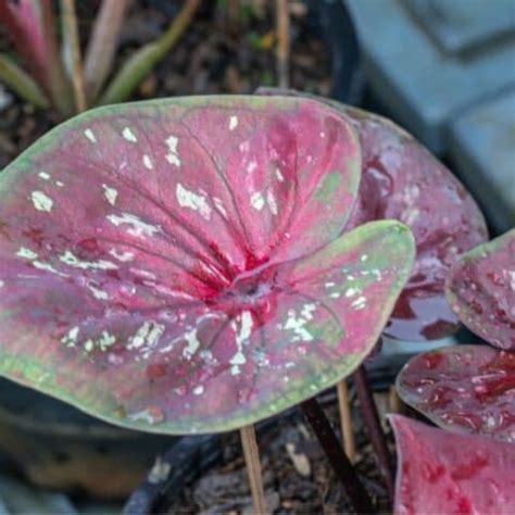 How To Plant Caladium Bulbs The Easy Way