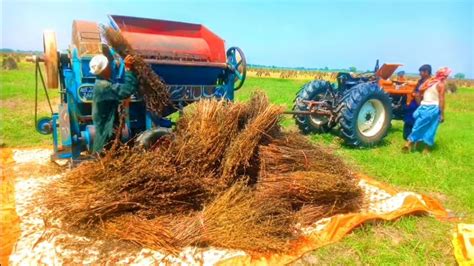 Sesame Farming In Multan Pakistan 0011sesame Cultivationharvesting