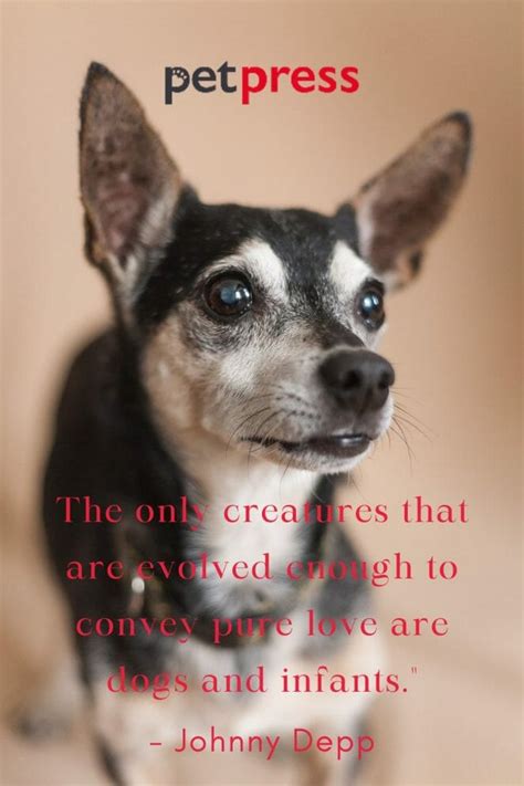 50 Best Dog Tombstone Quotes That Can Melt Your Heart