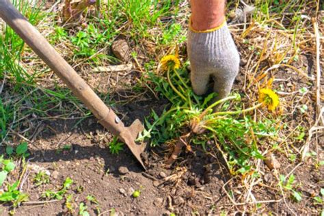 Pissenlits L Astuce Puissante Et Naturelle Pour S En D Barrasser