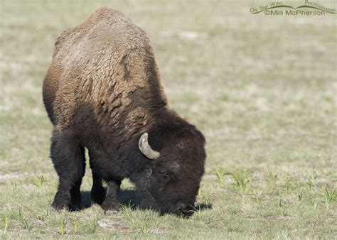 American Bison Bull Grazing On Fresh Grass Mia Mcpherson S On The