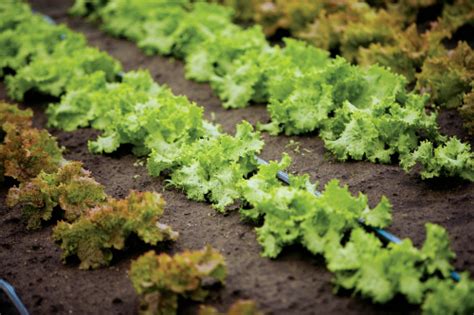 Three-Step Lettuce Garden - Tennessee Home and Farm