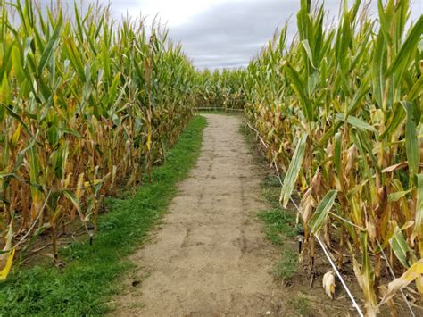 The Amazing History Of Corn Mazes Including Fun Facts You Never Knew