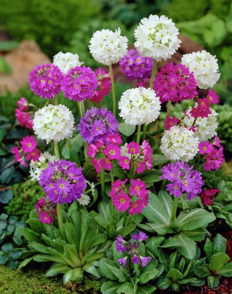 Drumstick Primrose Himalayan Primrose Primula Denticulata