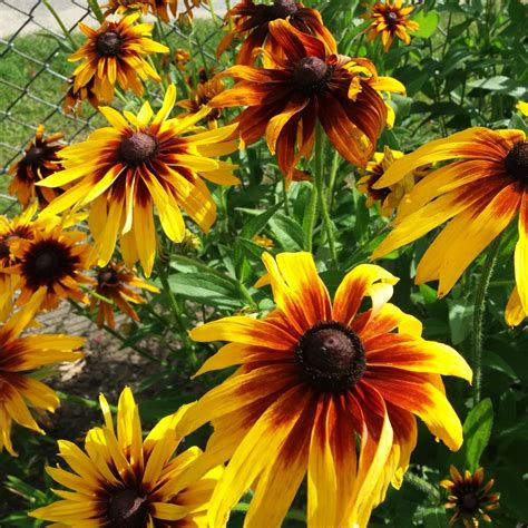 Rudbekia Dwubarwna Sadzonki Krajenka Kup Teraz Na Allegro Lokalnie