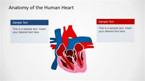 Anatomy Of Human Heart Powerpoint Presentation Slidemodel