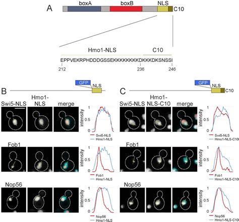 A Joint NLS NoLS In The C Terminal Region Targets Hmo1 To The