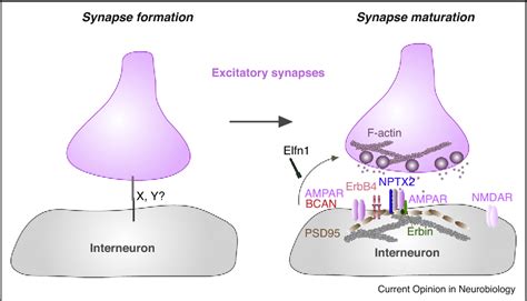 Figure From Molecular Diversity Underlying Cortical Excitatory And