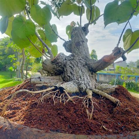 Jual Bahan Bonsai Waru Lokal Shopee Indonesia