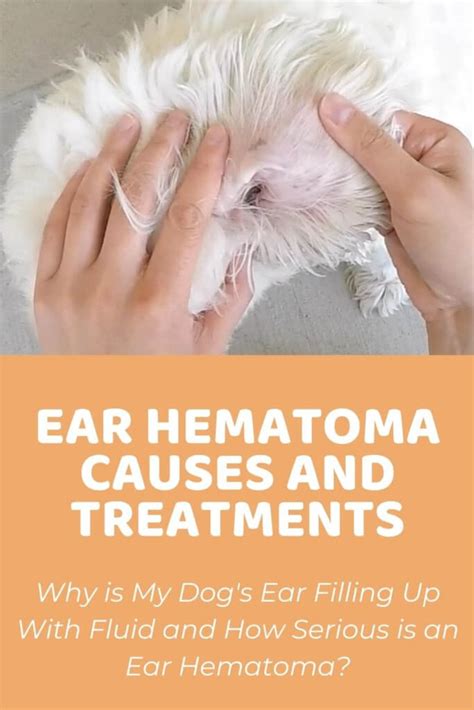 Dog Ear Hematoma Causes And Treatments Doodle Doods