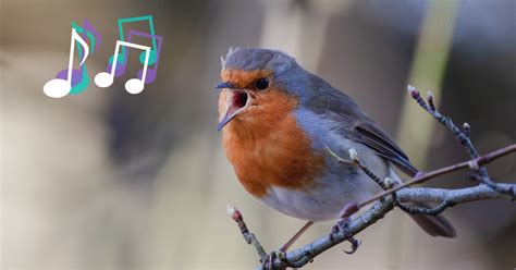 Why Do Birds (Actually) Sing? – Flypaper