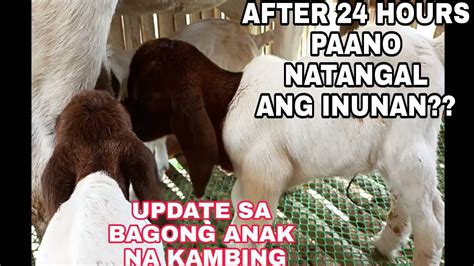 Goat Farming Philippines Paano Natangal Ang Inunan Ng Kambinglinis