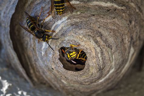 Signs Of Wasp Infestation And Preventative Measures Madsen Pest Management