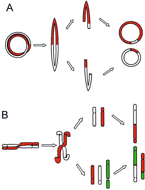 Chromosomal Breakage Fusion Bridge Events Cause Genetic Intratumor