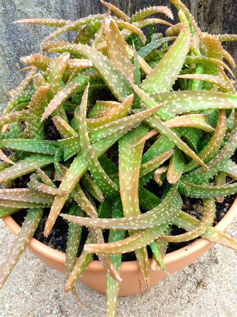 Aloe Sinkatana Beautiful Succulent For Your Garden