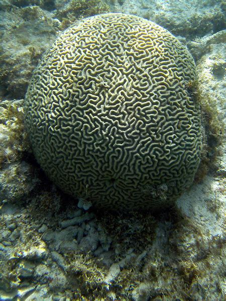 Symmetrical Brain Coral Project Noah