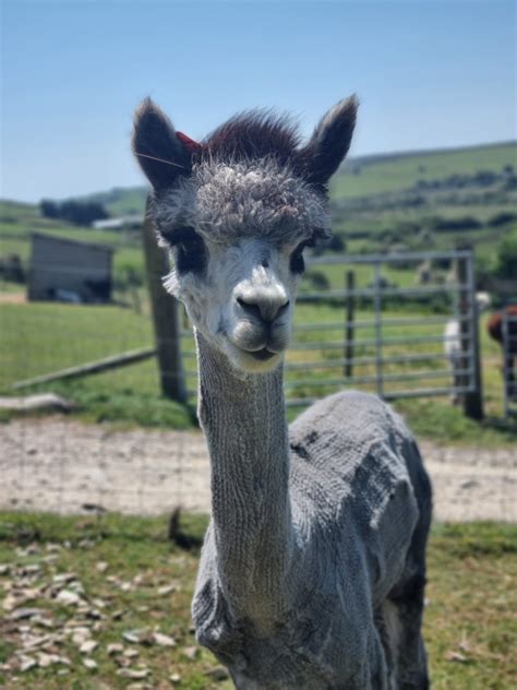 Adoption Packs – Alpaca Trekking Cornwall