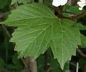 Viburnum Opulus Var Americanum American Highbush Cranberry