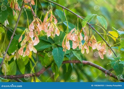 Box Elder Tree with Green Foliage and Winged Seeds Close Up Stock Photo ...