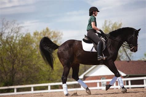 5 'Who Knew?' Facts about: Dressage | Look Into Equestrian Studies