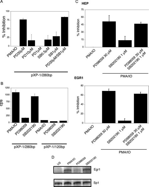 Inducible Egr1 And HPSE Expression Are Dependent On The MEK ERK Kinase