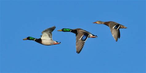 Meet The Mallard Ducks Meigs Point Nature Center